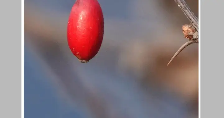 雾里看花，花在看容容却不曾看见冬天深处的花‖秀川