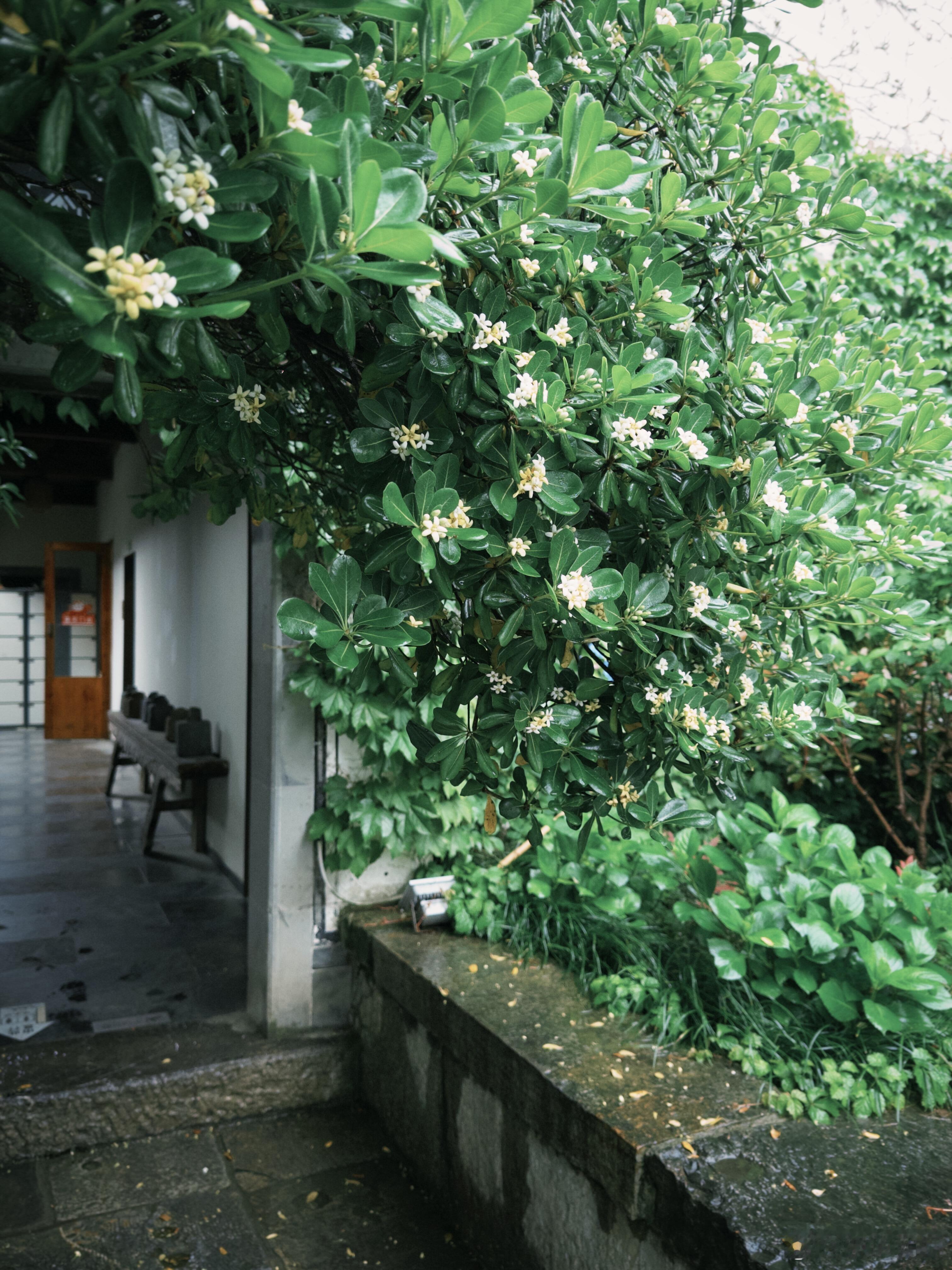 不在苏州不在皖南，就在合肥，找到烟雨徽州。合肥这个藏在市区的园林，雨天...