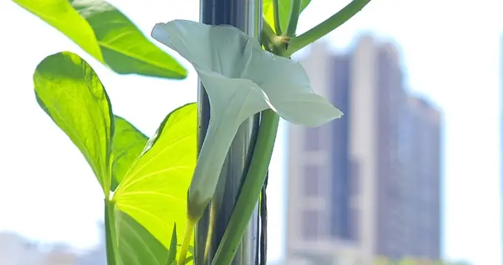 广东一阿姨，空心菜养1年“成精了”，网友：天呐！太茂盛了