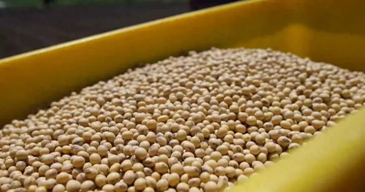 美大豆采购已经过半？外媒爆中国已买700万吨！价格却连跌9%？