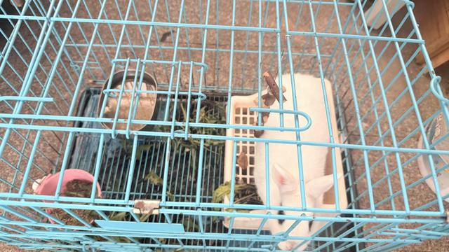 澄澄的观点：我家小兔叽，真的长好大啦🥹