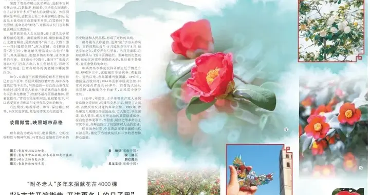 从耐冬到城魂：一朵花里的青岛气质