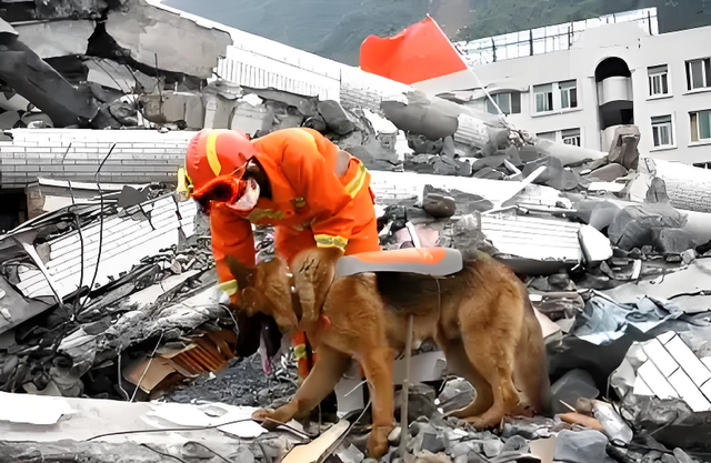 汶川地震67只搜救犬全部离世：无言英雄的最后一程