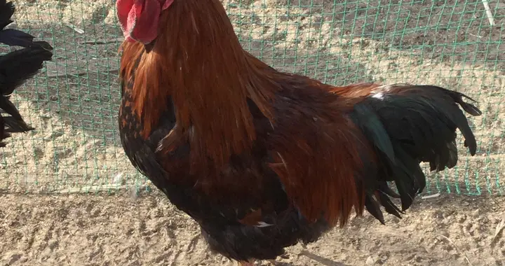 女美食家品稀罕之鸡：它不只是一种食物，更是一次难得的味觉之旅