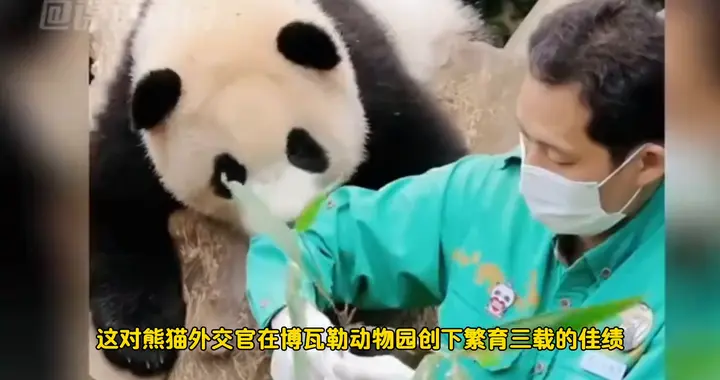 法媒透露：法方希望中方能再租借大熊猫！