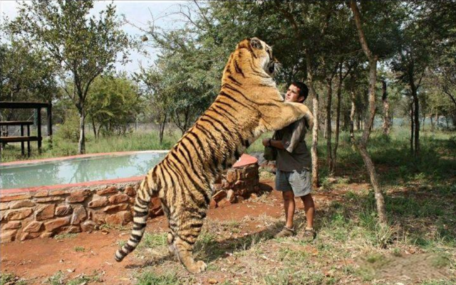 武松打虎是真的？人类曾徒手打死豹子，历史上3人用了同样技巧