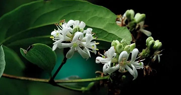 “失踪”115年！2022年重现湖北，面积近1000亩，在国外备受推崇