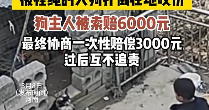 男孩摸狗被咬后续：监控曝光，男孩独自摸狗，狗主被索赔太冤枉