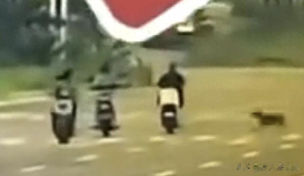 女子骑行被未拴绳大狗撞死，5月后丈夫脑溢血进ICU，一家人全毁了