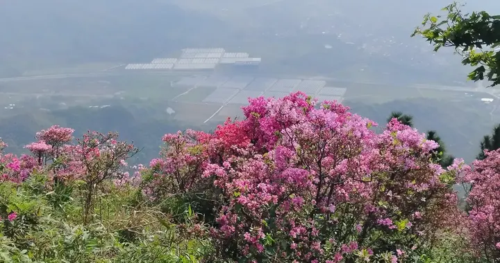 人间四月天，去金娥山赴一场映山红盛宴