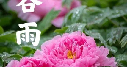 今日谷雨，无论多忙，记得:1要赏、2要除、3要走、4不洗，别大意