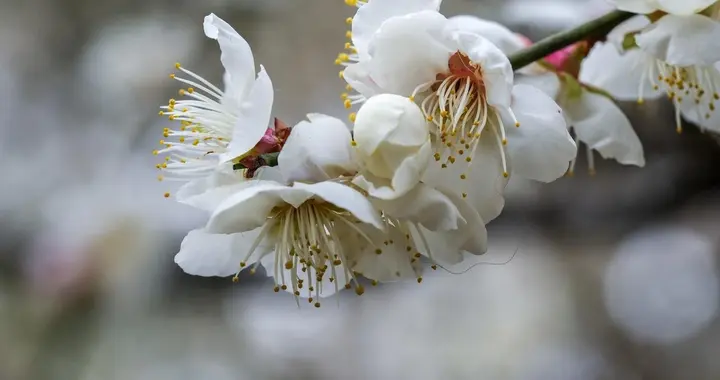 早冬时节，十月梅花花如雪，唐朝卢僎诗里的梅源秘境在哪？