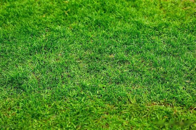 草坪的10大种类