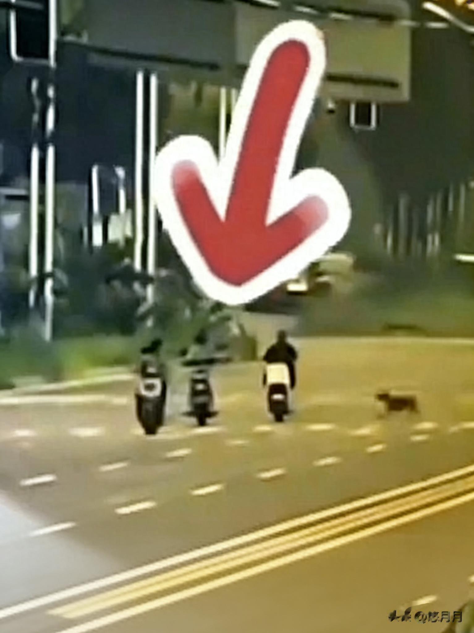 悲剧！河北女子被未拴绳大狗撞亡，丈夫累倒ICU，3个孩子何去何从