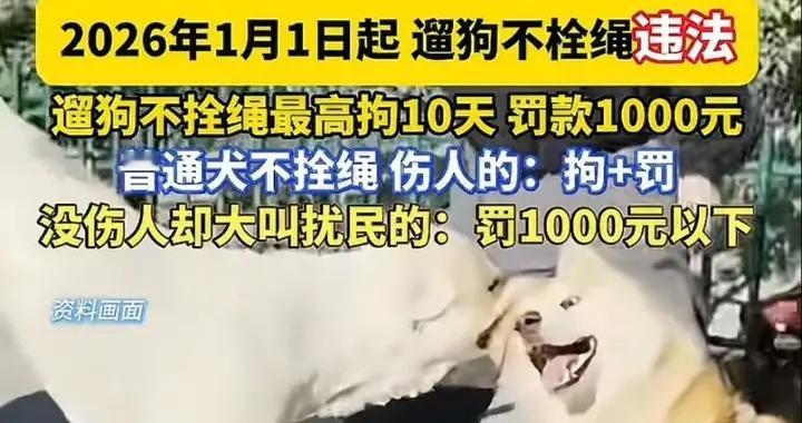 宠物立法最新进展！明年起遛狗不拴绳最高可拘留10天并罚款1千
