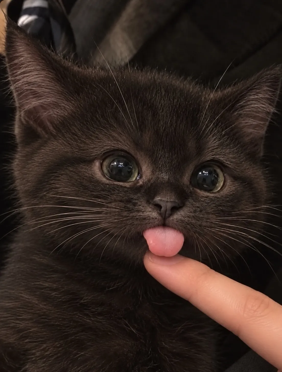 🐈