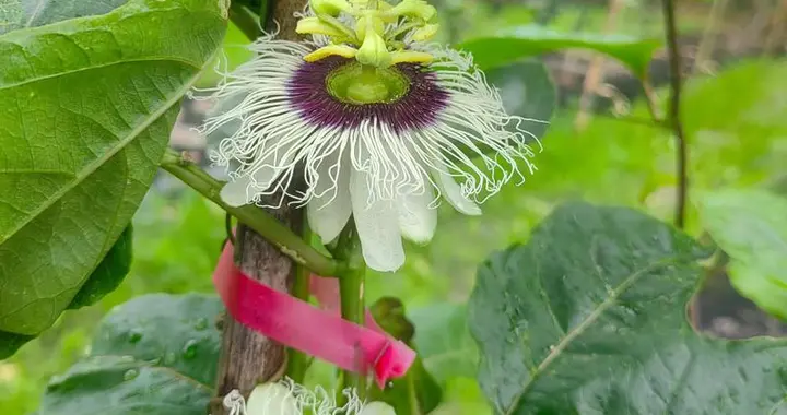 百香果花期遇上连续阴雨，坐果率低怎么办？