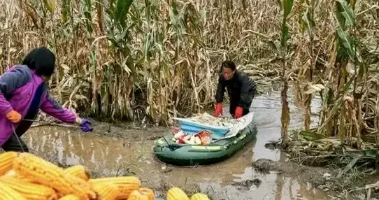 你家的玉米收完了吗