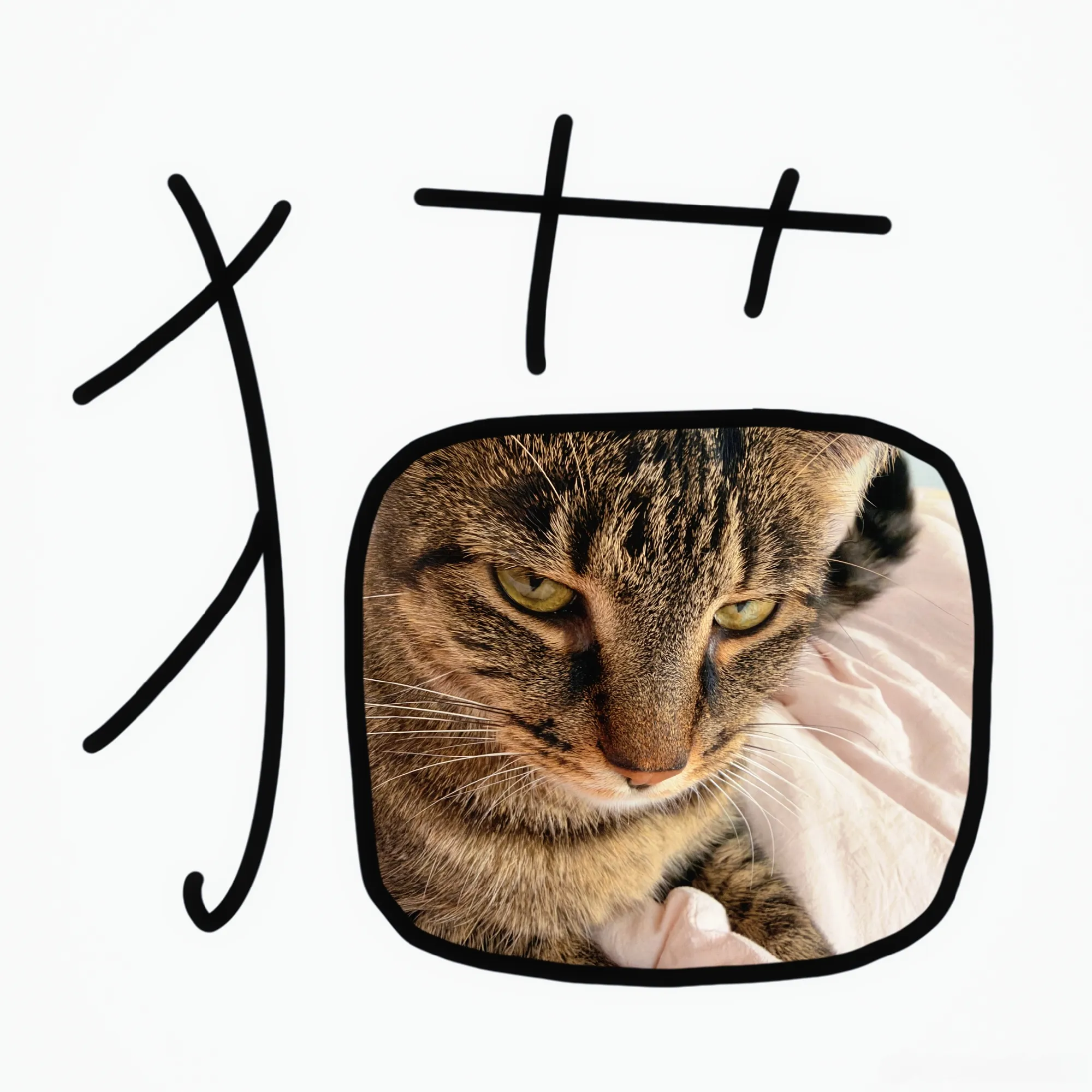 💫心里藏着小星星，生活才能亮晶晶。猫宁~ 今天也要开心哦 咳咳 敲重点...