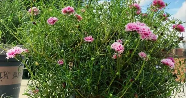 河南一大爷把太阳花养成瀑布！网友惊呼：咋养的？