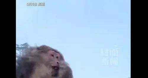 峨眉山惊魂一幕！男子猛推崖边进食猴子险坠崖，官方介入调查