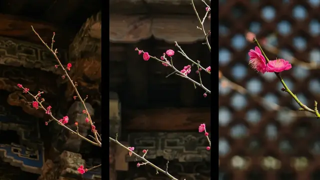 公园拍照技巧：光影、构图与主体选择，轻松拍出大片感！