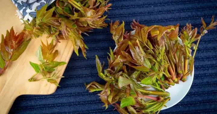 香椿是血糖杀手？医生多次提醒：血糖高的患者，少吃这5种蔬菜