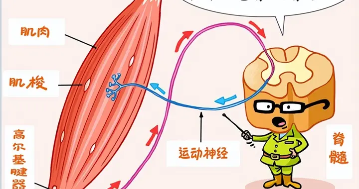 晚上睡觉总抽筋？可能不只是缺钙……（附快速缓解方法）