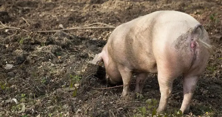 为何毒蛇再毒也杀不死猪？有科学依据能证明，猪是毒蛇的天敌吗？