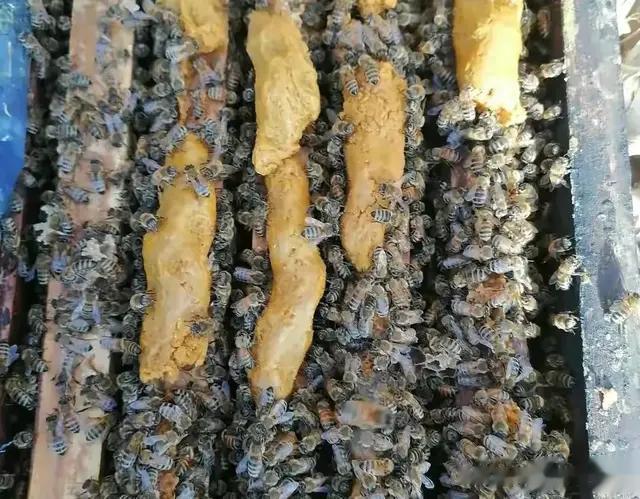 为什么要在春繁的花粉中添加维生素？