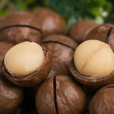 八一文库：这种坚果被称为“固态橄榄油”