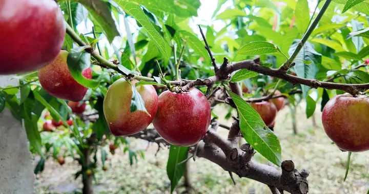 青岛莱西:小油桃背后的大文章