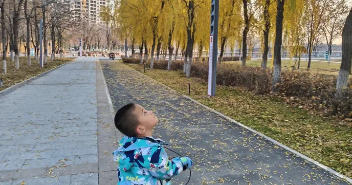 树叶为什么会变黄？树叶为什么会掉落？
