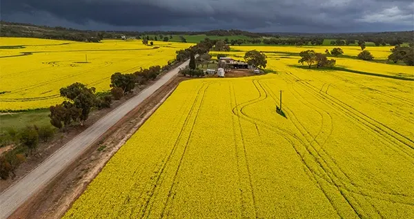 澳大利亚五年来首次给中国发货，加拿大农民急了