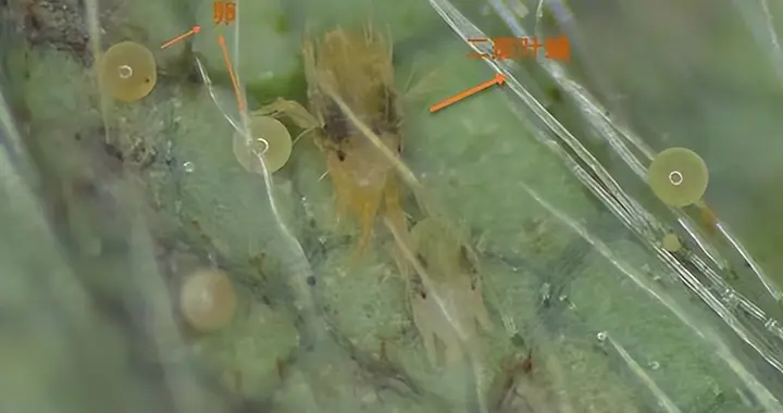 草莓“难缠害虫”（红蜘蛛—二斑叶螨）已发生，防控要点看这里
