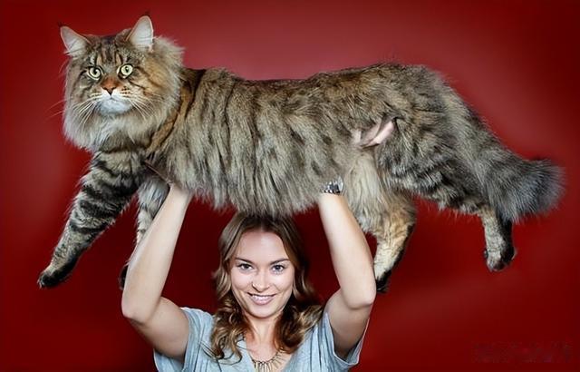 温柔的巨人：关于缅因猫的一些有趣事实