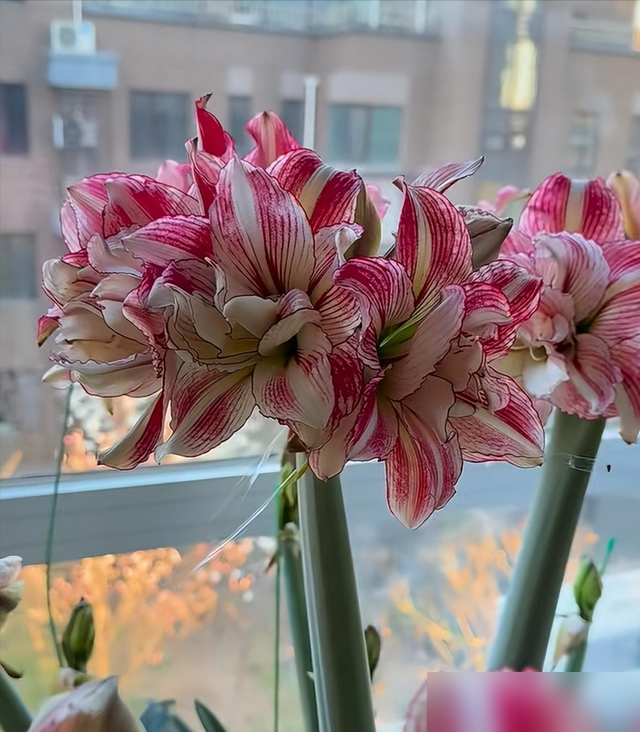 北京小伙挑战“全网最牛”朱顶红，4年爆球爆花，网友：美，真牛