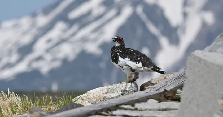 振翅之间，尼康伴你见自然之美