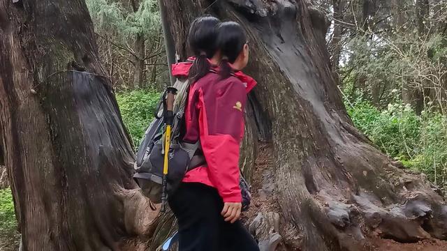 用中华利剑：当你看见这根古树，欢天喜地拍
