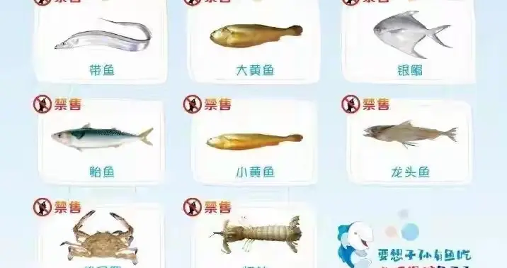 2026年5月8日进入四个月的海洋伏季休渔期，禁捕这八样海鲜！