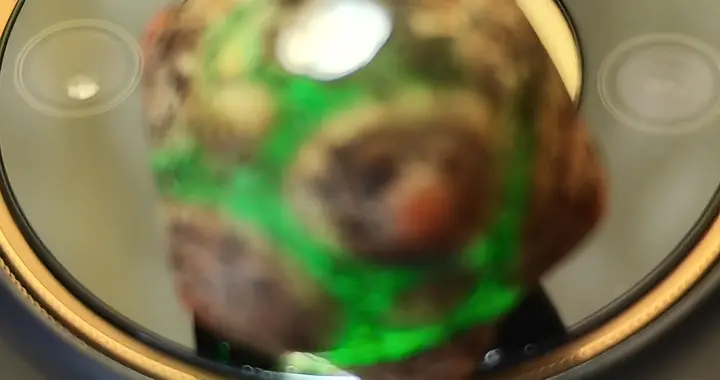 一起玩 : 教你一招，强光之下，蜻蜓眼的真伪，就会原形毕露！