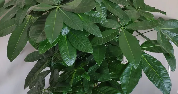 天冷发财树黄叶掉叶怎么办？3个原因及时处理，还能旺盛生长