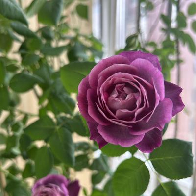 观澜君：今天我想要给大家分享的是月季花