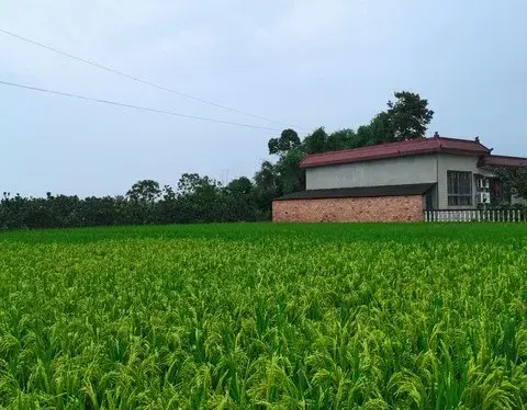 农村集体经济将迎大发展！国家重推农民增收4途径，风口来了！
