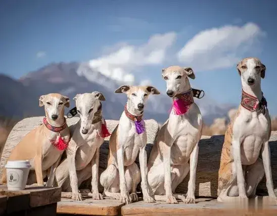 中学五大学科竞赛是少数人的游戏