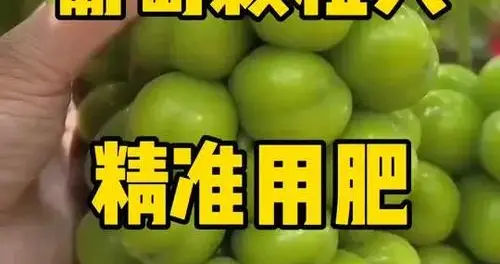 葡萄用肥该如何把握?