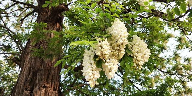 槐香深处是吾乡