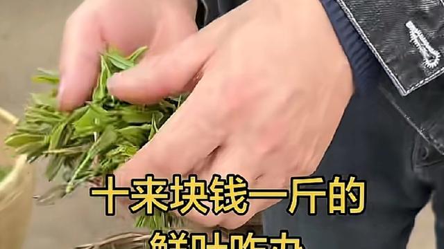 过客：今年信阳毛尖芽叶滞销，应该是网络谣