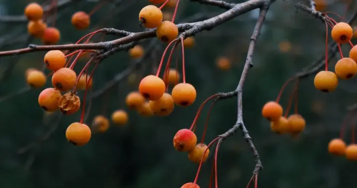 林间微澜：一树海棠摇秋色