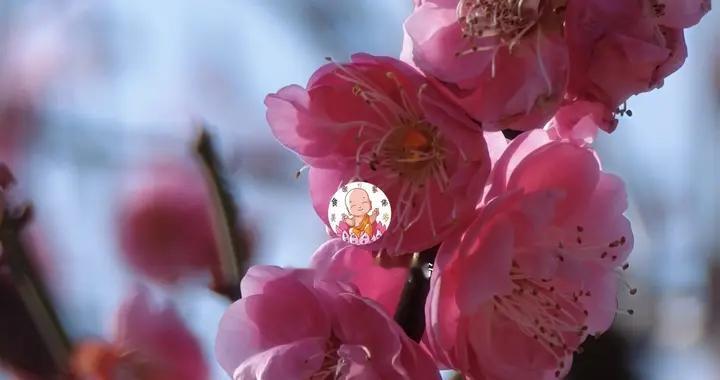 被问爆的梅花树上通往春天的高铁和美食这个春节一定要打卡哦。